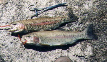 trout.jpg (39950 bytes)