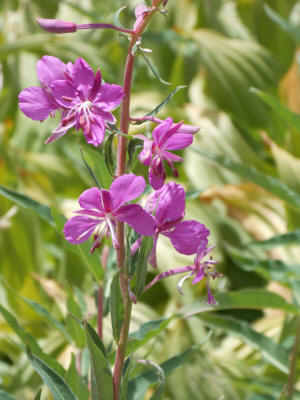 Wild Flower