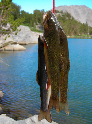 Brook Trout