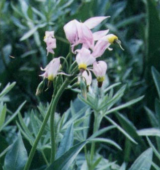 flower.jpg (30760 bytes)